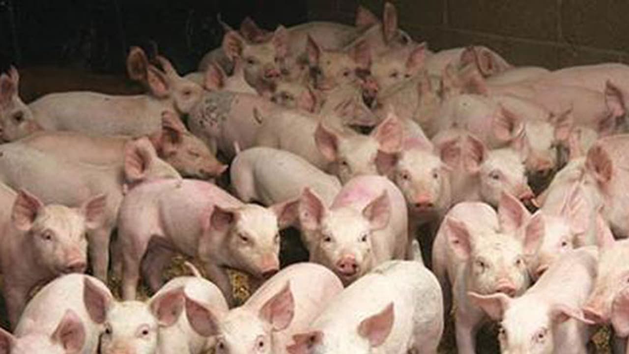 ಕಾಗೆ, ಕೋಳಿ ಬೆನ್ನಲ್ಲೇ ಹಂದಿಗಳ ಸರಣಿ ಸಾವು : ಆತಂಕಗೊಂಡ ಜನತೆ ಕಾಗೆ, ಕೋಳಿ ಬೆನ್ನಲ್ಲೇ ಹಂದಿಗಳ ಸರಣಿ ಸಾವು : ಆತಂಕಗೊಂಡ ಜನತೆ