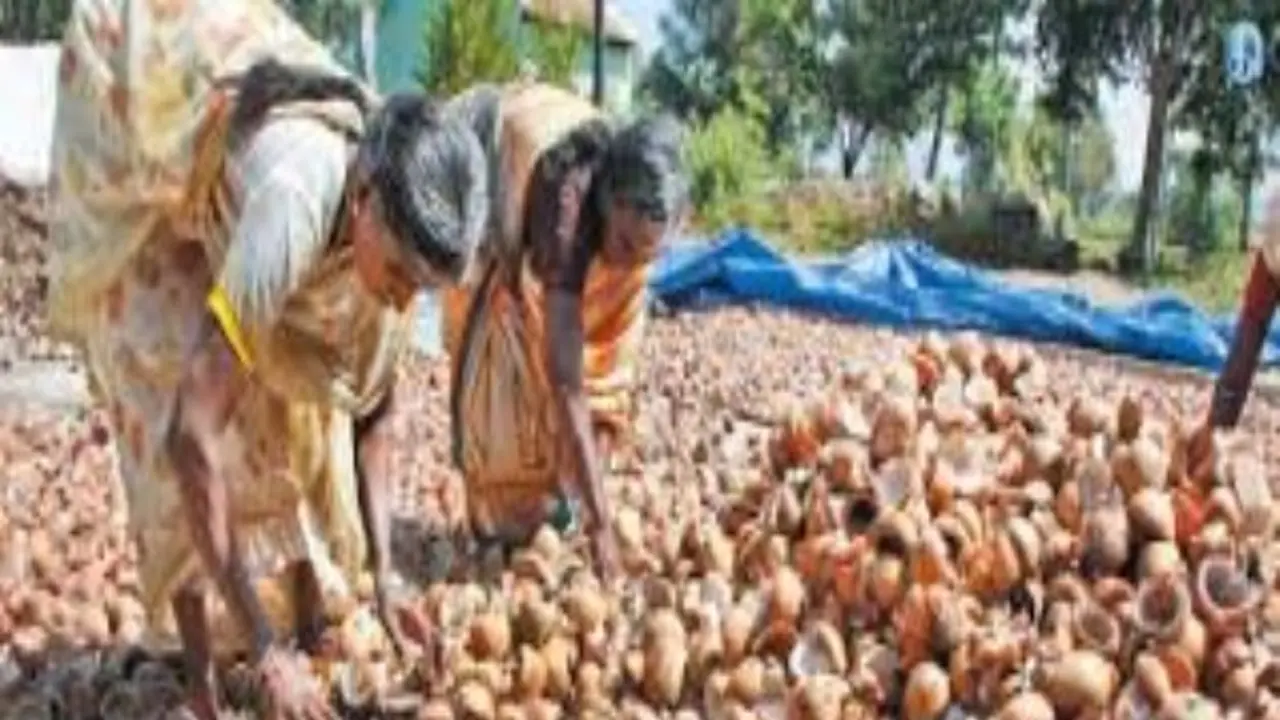 கொப்பரைத் தேங்காய் வியாபாரம் செய்தால் நீங்கள் எதிர்பார்க்காத அளவுக்கு லாபம் பார்க்கலாம்... கொப்பரைத் தேங்காய் வியாபாரம் செய்தால் நீங்கள் எதிர்பார்க்காத அளவுக்கு லாபம் பார்க்கலாம்...