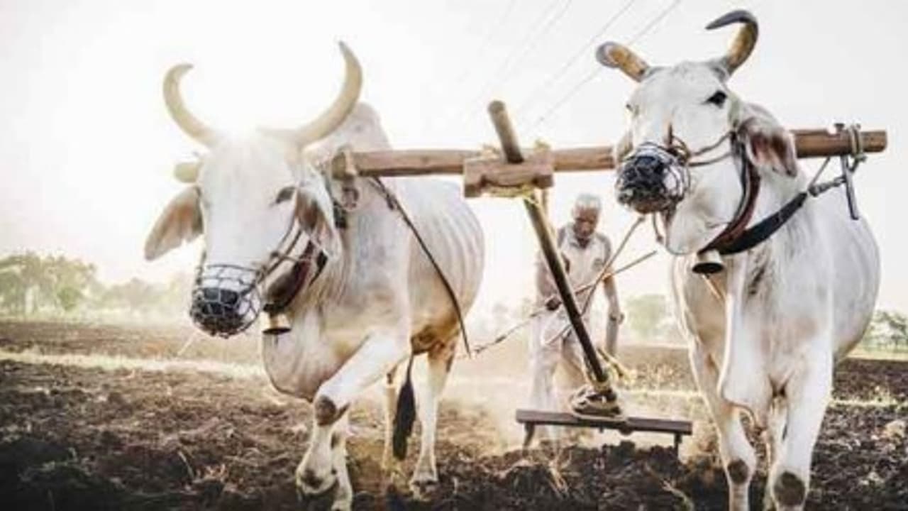 கோடை உழவின் அவசியம் மற்றும் பயன்கள் என்ன? கோடை உழவின் அவசியம் மற்றும் பயன்கள் என்ன?