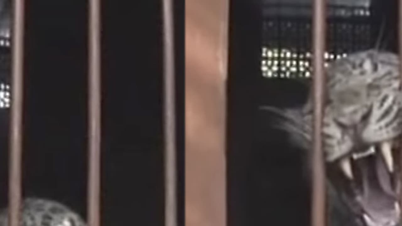 Caught on cam: Leopard strays into classroom, attacked student sustains injuries in Aligarh