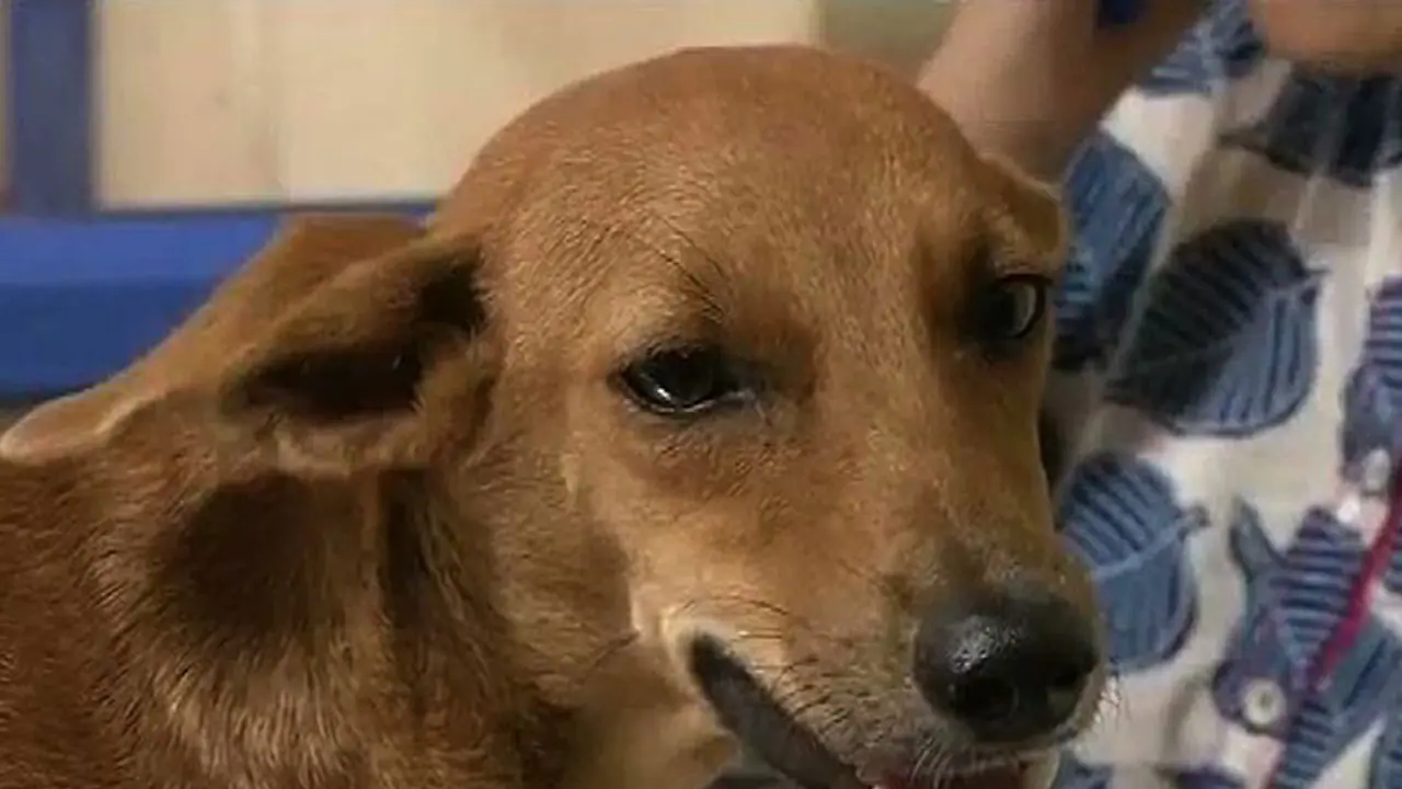 ನಾಯಿಯನ್ನು ಗುಂಡಿಕ್ಕಿ ಕೊಂದವನಿಗೆ ಕಟಕಟೆಯಲ್ಲಿ ಏನಾಯ್ತು ಗೊತ್ತೆ ? ನಾಯಿಯನ್ನು ಗುಂಡಿಕ್ಕಿ ಕೊಂದವನಿಗೆ ಕಟಕಟೆಯಲ್ಲಿ ಏನಾಯ್ತು ಗೊತ್ತೆ ?