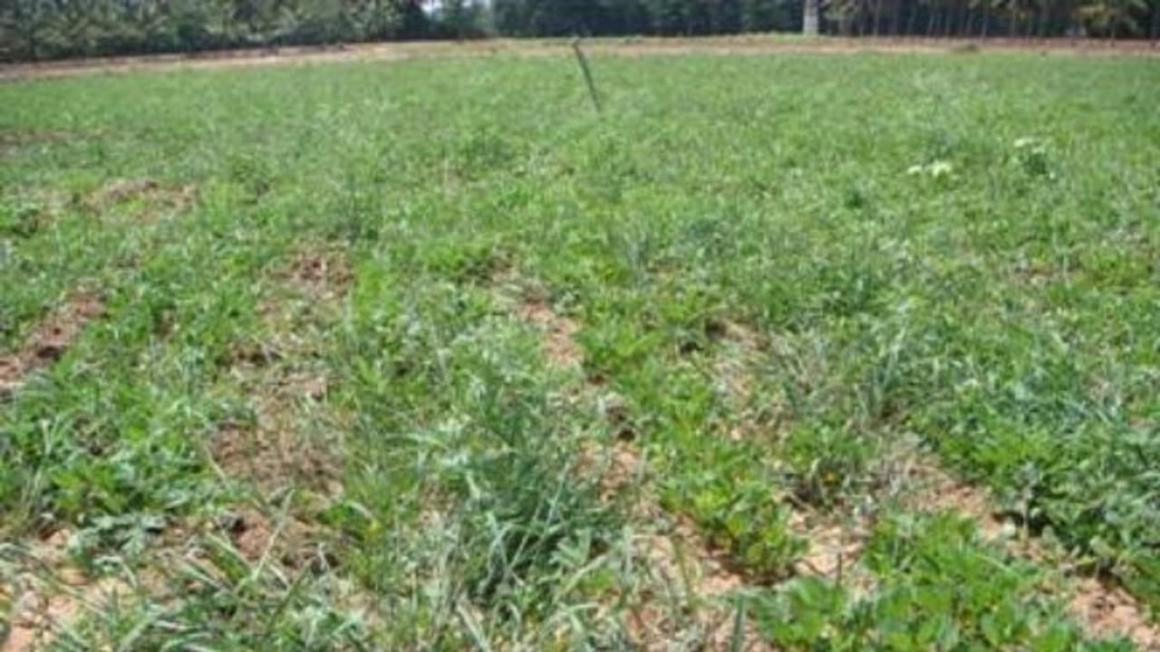 நிலக்கடலையில் அதிக மகசூல் பெற இந்த தொழில்நுட்பம் உங்களுக்கு நிச்சயம் உதவும்... நிலக்கடலையில் அதிக மகசூல் பெற இந்த தொழில்நுட்பம் உங்களுக்கு நிச்சயம் உதவும்...