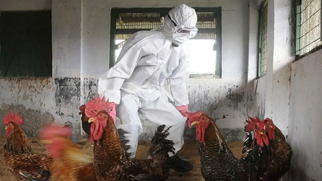 Bird flu hits Bidar: 20,000 chickens die in one day Bird flu hits Bidar: 20,000 chickens die in one day