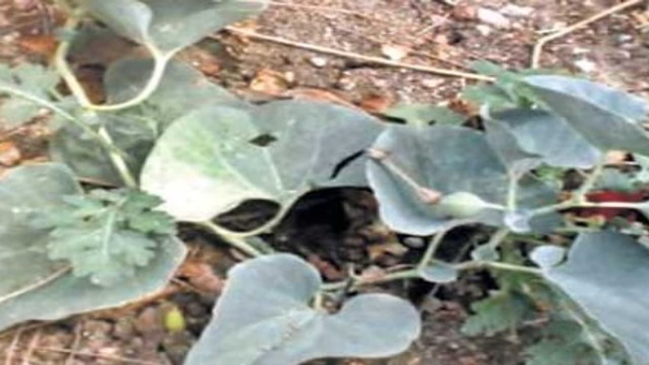 கால்நடைகள் தின்னாத இலைகளை கொண்டு தீமை தரும் பூச்சிகளை விரட்டலாம்… கால்நடைகள் தின்னாத இலைகளை கொண்டு தீமை தரும் பூச்சிகளை விரட்டலாம்…