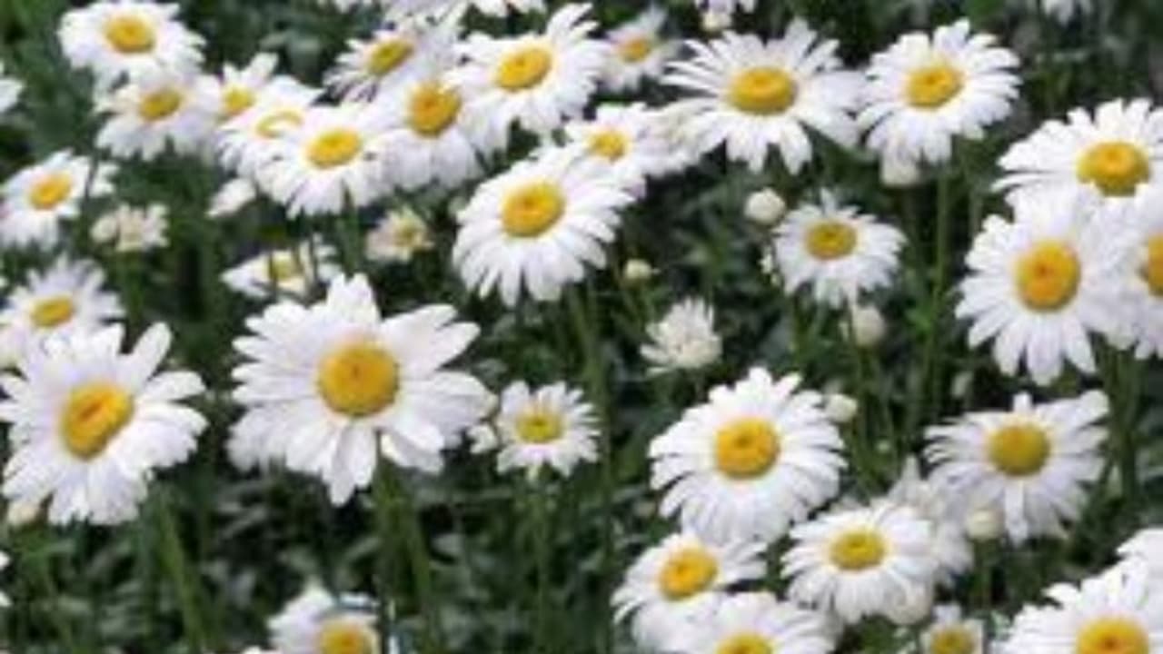 இதுபோன்ற செடிகளை வீட்டில் வளர்த்தால் கொசுக்களை மிக எளிதாக விரட்டலாம்... இதுபோன்ற செடிகளை வீட்டில் வளர்த்தால் கொசுக்களை மிக எளிதாக விரட்டலாம்...