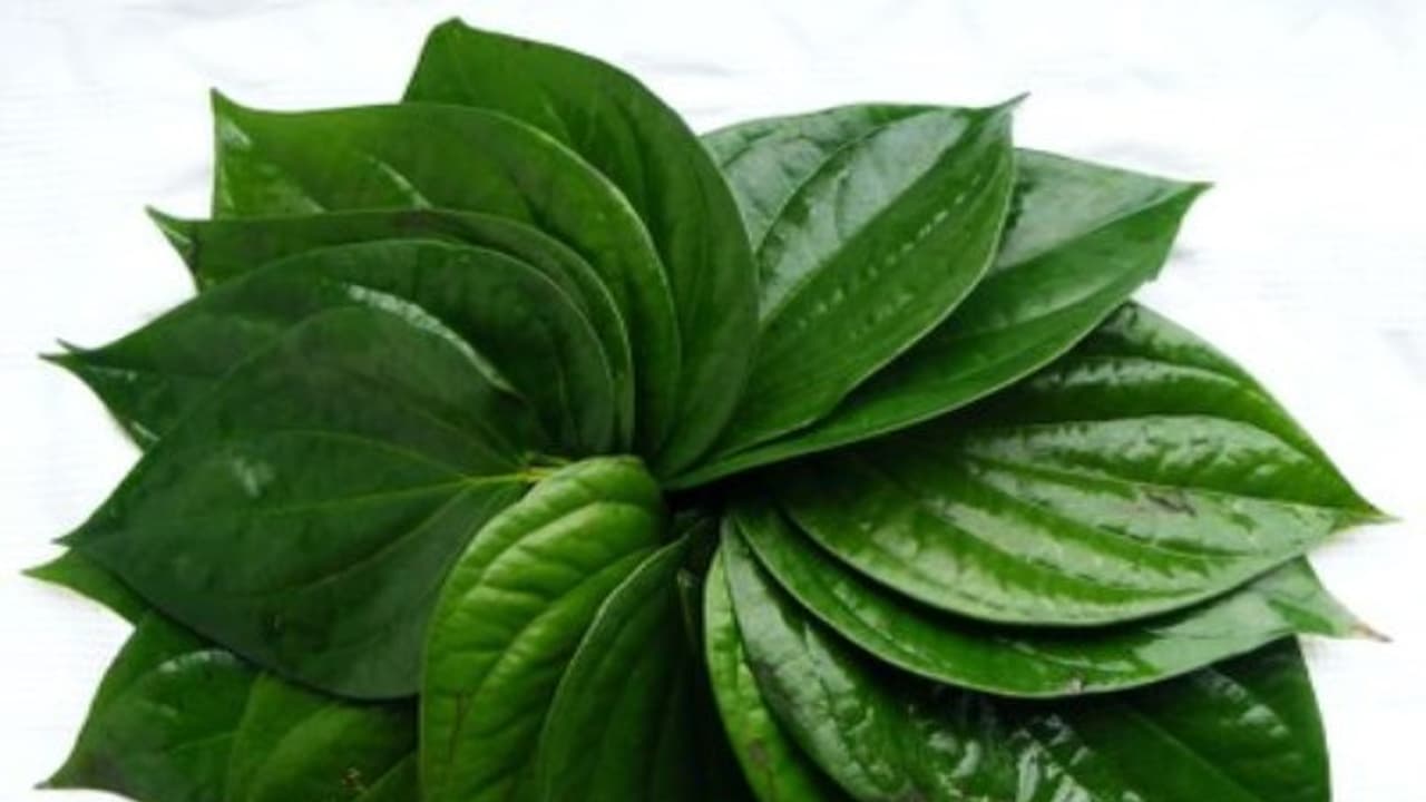 வெற்றிலையை இதனோடு சேர்த்து சாப்பிட்டால் உடல் எடை சடசடவென குறையும்... வெற்றிலையை இதனோடு சேர்த்து சாப்பிட்டால் உடல் எடை சடசடவென குறையும்...