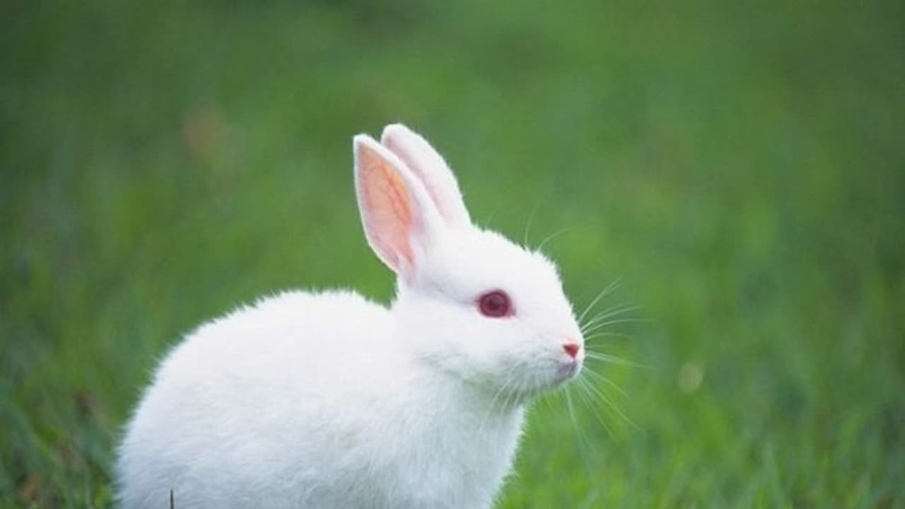 முயல்களைத் தாக்கும் நோய்களும் அவற்றிற்கான சிகிச்சை முறைகளும்... முயல்களைத் தாக்கும் நோய்களும் அவற்றிற்கான சிகிச்சை முறைகளும்...