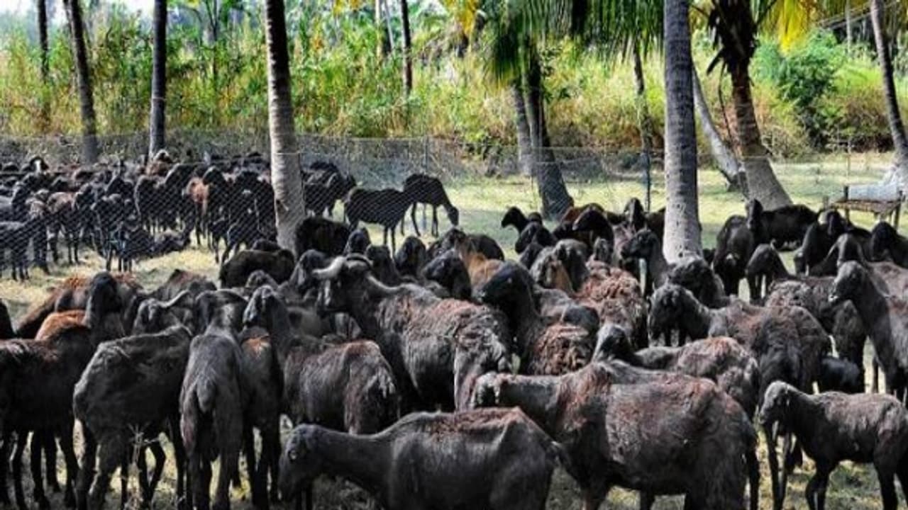 கருப்பு செம்மறி ஆடுகளை வளர்க்க இந்த இயற்கை முறைதான் சரி... கருப்பு செம்மறி ஆடுகளை வளர்க்க இந்த இயற்கை முறைதான் சரி...