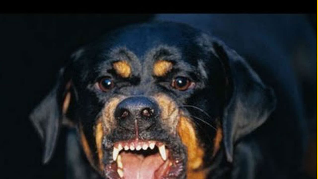 റോഡിൽ കാത്തു നിന്ന ഓട്ടോ ഡ്രൈവറെ ക്രൂരമായി ആക്രമിച്ച് റോട്ട്‌വീലർ; ഉടമയെ അറസ്റ്റ് ചെയ്ത് പൊലീസ് 