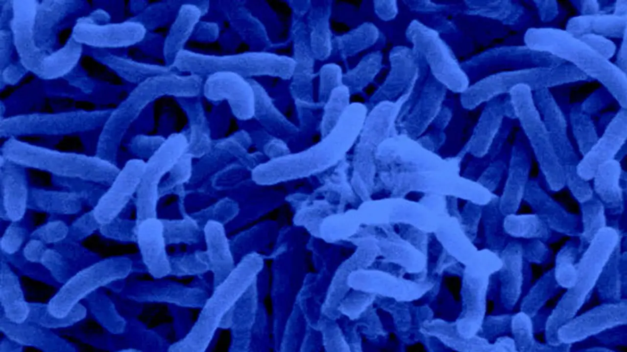 മലപ്പുറം ജില്ലയിൽ രണ്ട് പേർക്ക് കോളറ സ്ഥിരീകരിച്ചു: ലക്ഷണങ്ങളുമായി 14 പേർ ചികിത്സ തേടി: ജാഗ്രതാ നിർദ്ദേശം