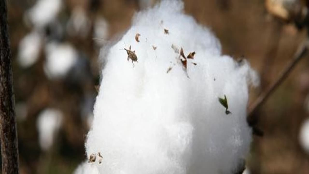 வாடல் நோயிலிருந்து பருத்தி செடிகளை மீட்கும் வழிகள் இதோ...