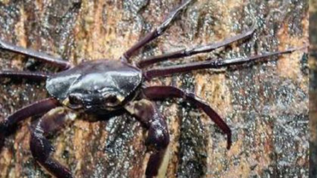 ಕೊಡಗಿನಲ್ಲಿ ಜೋರು ಕಾಕಡ ಏಡಿ ಸಾರು ಕೊಡಗಿನಲ್ಲಿ ಜೋರು ಕಾಕಡ ಏಡಿ ಸಾರು