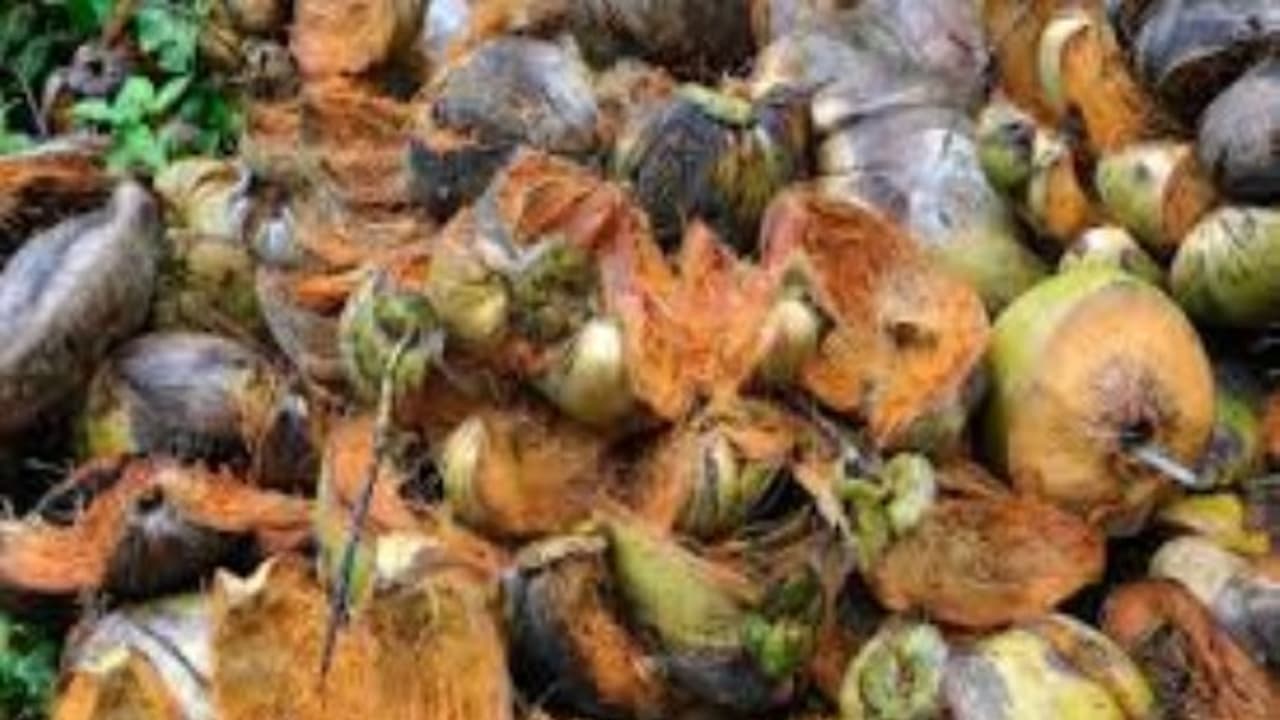 தென்னை நார்க் கழிவுகளை உரமாக பயன்படுத்துவதால் கிடைக்கும் நன்மைகள்...