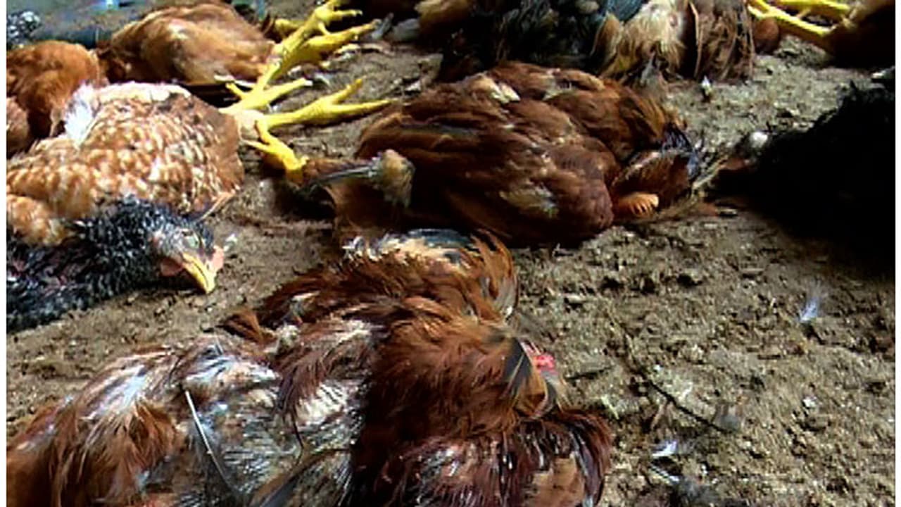 പത്തനംതിട്ടയില് അജ്ഞാത ജീവിയുടെ ആക്രമണം; നാട്ടുകാര് ഭീതിയില് പത്തനംതിട്ടയില് അജ്ഞാത ജീവിയുടെ ആക്രമണം; നാട്ടുകാര് ഭീതിയില്