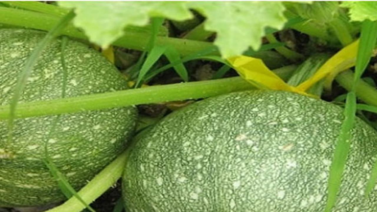 ಚೀನೀಕಾಯಿ ಸೇವಿಸಿ ಆರೋಗ್ಯ ಪಡೆಯಿರಿ ಚೀನೀಕಾಯಿ ಸೇವಿಸಿ ಆರೋಗ್ಯ ಪಡೆಯಿರಿ