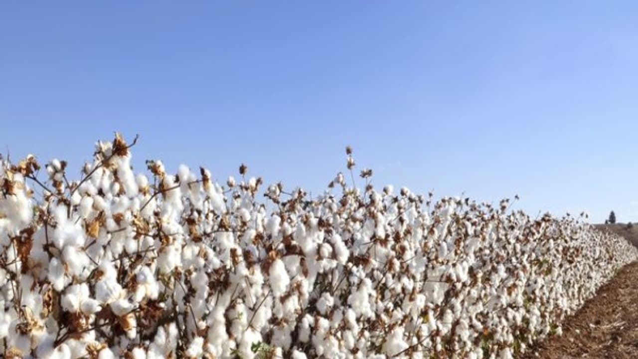 பருத்தி விவசாயத்தில் மேற்கொள்ள வேண்டிய அங்கக வேளாண் தொழில்நுட்ப வழிகள்... பருத்தி விவசாயத்தில் மேற்கொள்ள வேண்டிய அங்கக வேளாண் தொழில்நுட்ப வழிகள்...