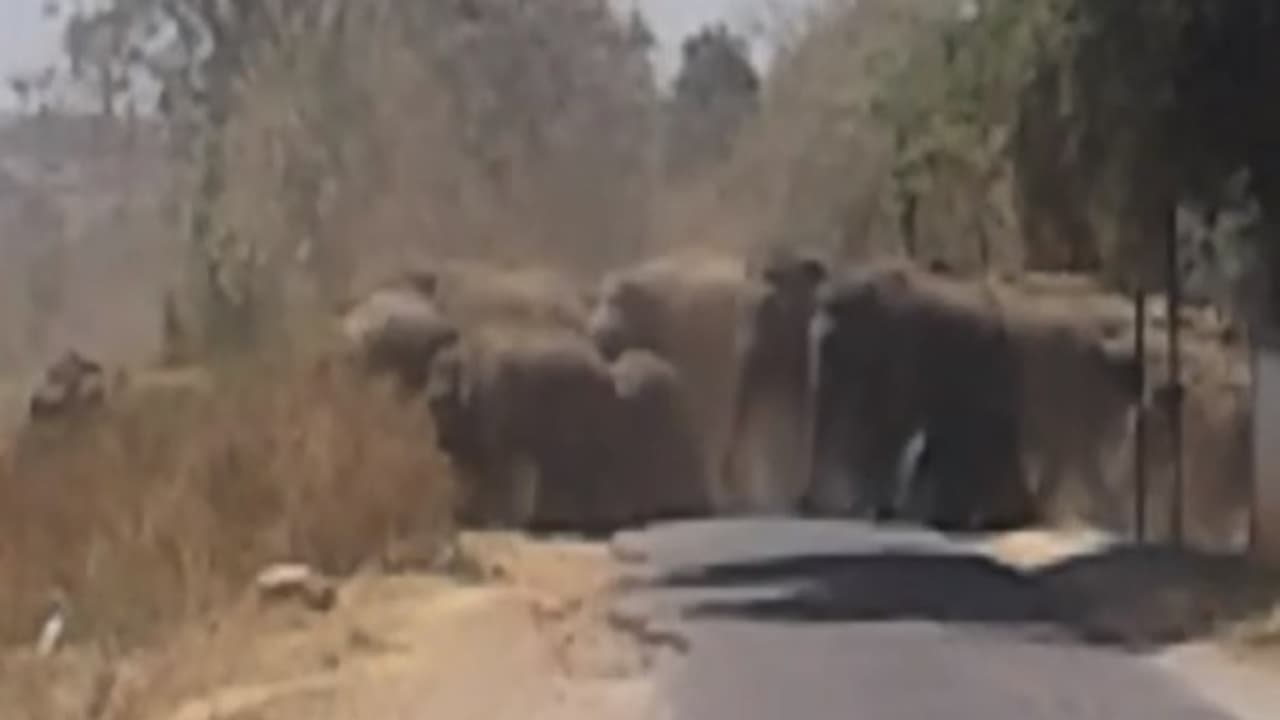 குட்டியும், குஞ்சானுகளுமாய் குரூப்பாய் கிளம்பிய யானைகள்: தேன்கனிகோட்டை அருகே திமுதிமு யானை கூட்டம். குட்டியும், குஞ்சானுகளுமாய் குரூப்பாய் கிளம்பிய யானைகள்: தேன்கனிகோட்டை அருகே திமுதிமு யானை கூட்டம்.