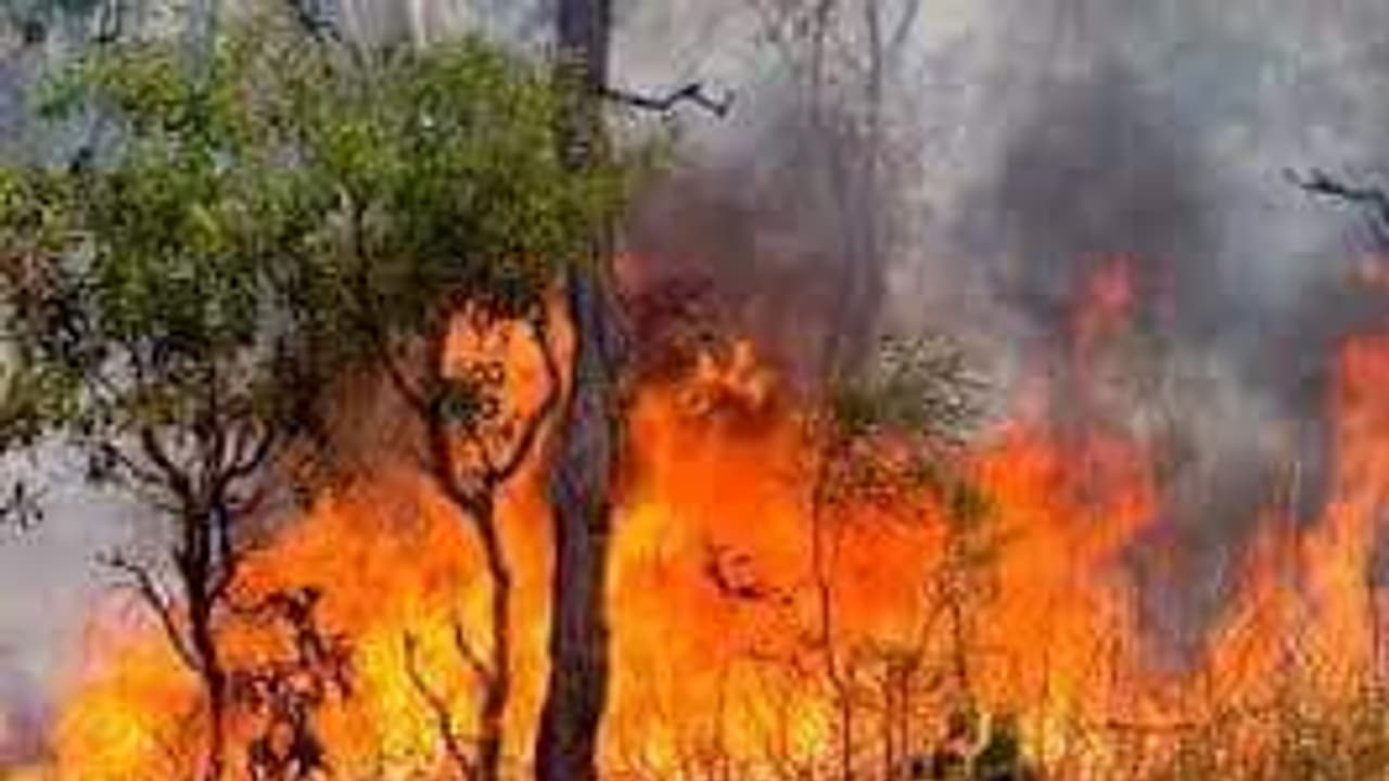 Jammu and Kashmir: BJP candidates under attack; crops burnt, house doused with petrol Jammu and Kashmir: BJP candidates under attack; crops burnt, house doused with petrol