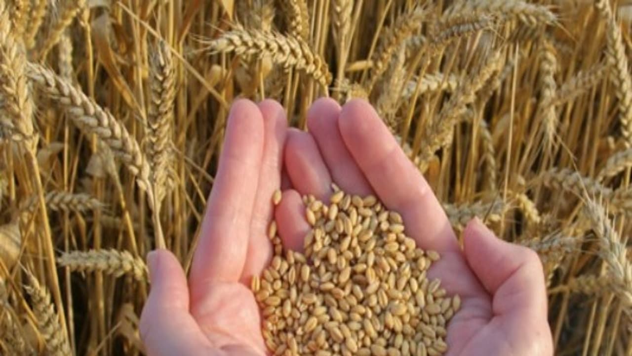 நடவு வயல் மற்றும் கோதுமையில் ஊட்டச்சத்து மேலாண்மைக்கான சில வழிகள்… நடவு வயல் மற்றும் கோதுமையில் ஊட்டச்சத்து மேலாண்மைக்கான சில வழிகள்…