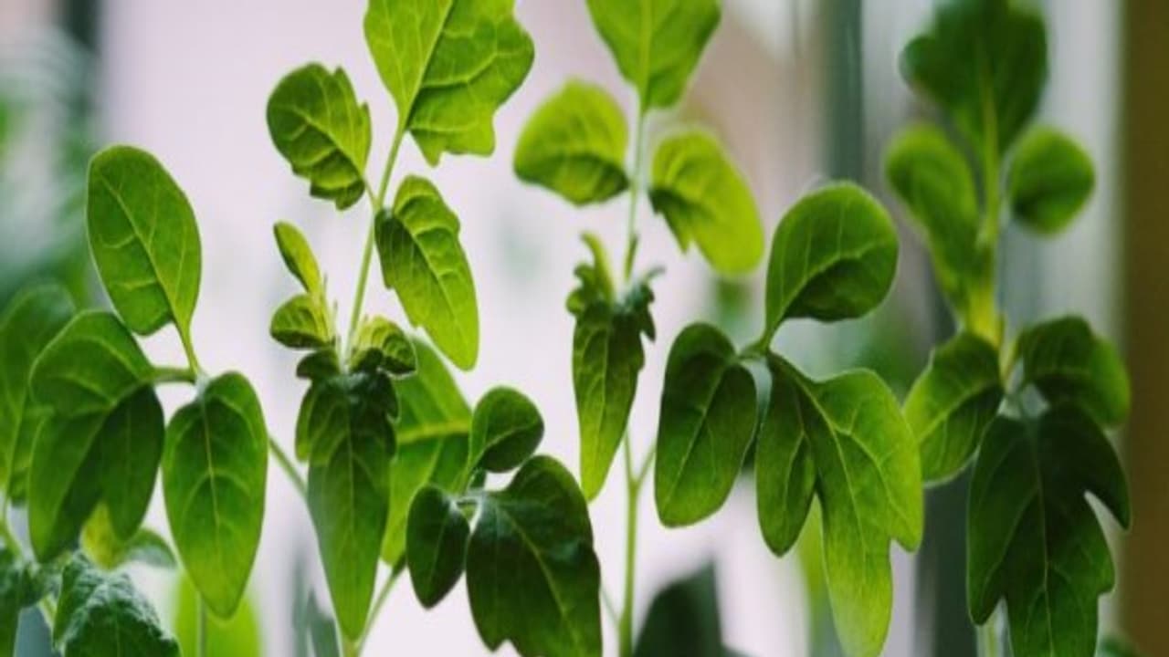 இந்த இரண்டு முறையிலும் கூட விவசாயிகள் உரச் செலவை குறைக்கலாம்... இந்த இரண்டு முறையிலும் கூட விவசாயிகள் உரச் செலவை குறைக்கலாம்...