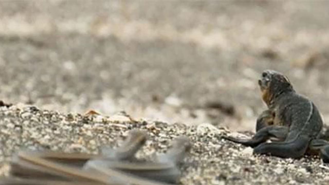 ಹಾವುಗಳು ಗುಂಪಾಗಿ ಬೇಟೆಯಾಡುವುದನ್ನು ಎಂದಾದರು ನೋಡಿದ್ದಿರಾ..? ಹಾವುಗಳು ಗುಂಪಾಗಿ ಬೇಟೆಯಾಡುವುದನ್ನು ಎಂದಾದರು ನೋಡಿದ್ದಿರಾ..?