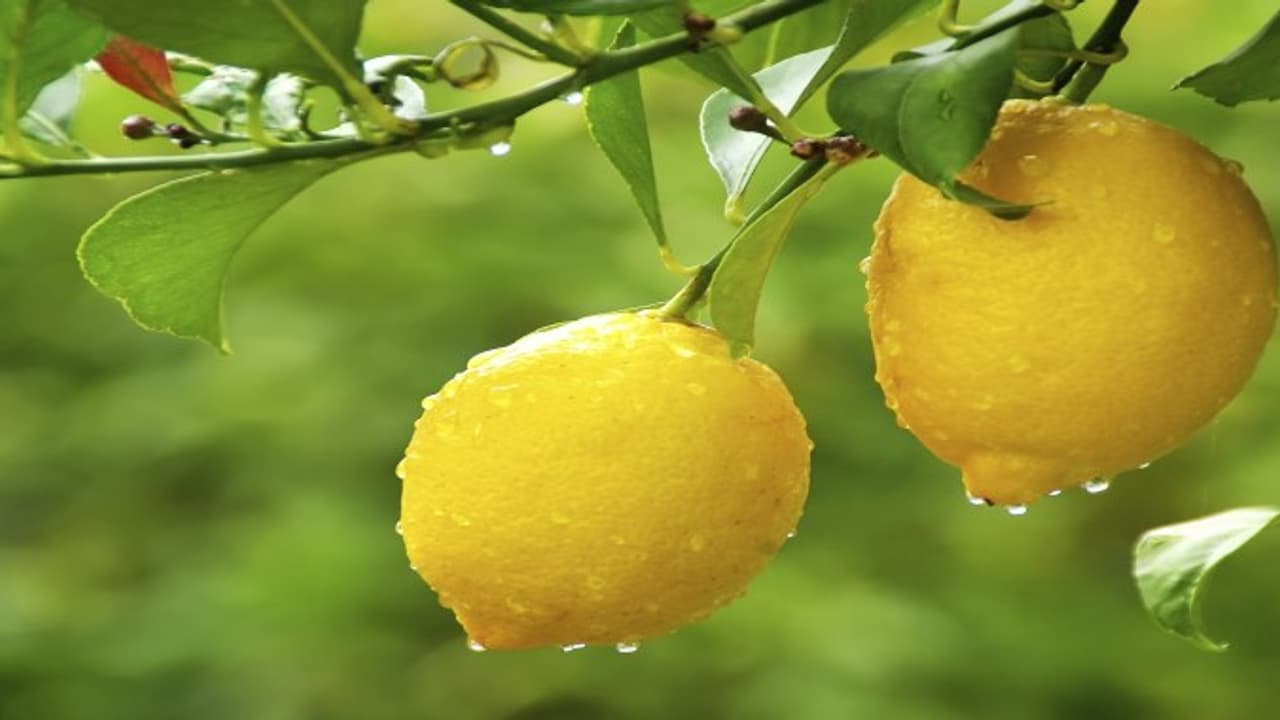 காலையில் மகிழ்ச்சியான மனநிலையை பெற, இரவு எலுமிச்சை துண்டை அருகில் வைத்து தூங்குங்கள்… காலையில் மகிழ்ச்சியான மனநிலையை பெற, இரவு எலுமிச்சை துண்டை அருகில் வைத்து தூங்குங்கள்…