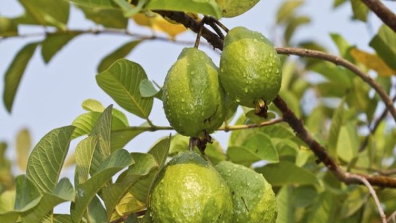 கொய்யா சாகுபடிக்கு நிலத்தை எப்படி தயார் செய்யணும்? முழு தகவலும் உள்ளே... கொய்யா சாகுபடிக்கு நிலத்தை எப்படி தயார் செய்யணும்? முழு தகவலும் உள்ளே...