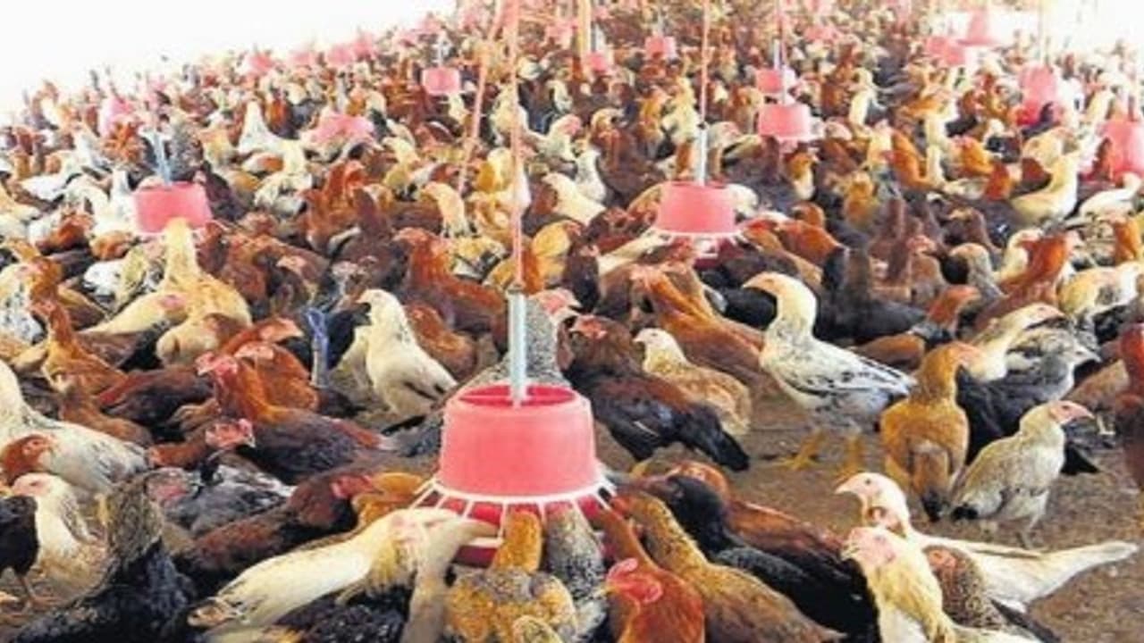 தன்மரபு கோழி காலரா நோயை எவ்வாறு தடுப்பது? இதை வாசிங்க… தன்மரபு கோழி காலரா நோயை எவ்வாறு தடுப்பது? இதை வாசிங்க…