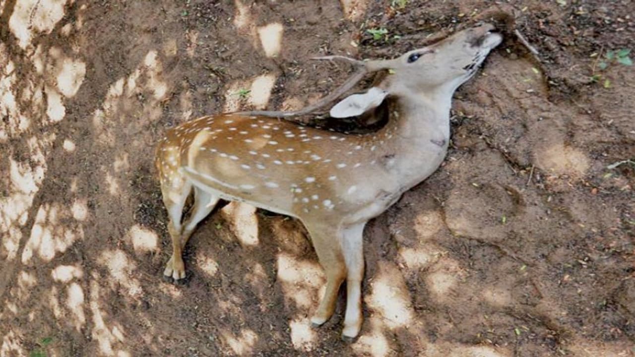 தாகம் தீர்க்க வந்த புள்ளிமான் கம்பிவேலியில் மாட்டி துடிதுடித்து சாவு… தாகம் தீர்க்க வந்த புள்ளிமான் கம்பிவேலியில் மாட்டி துடிதுடித்து சாவு…