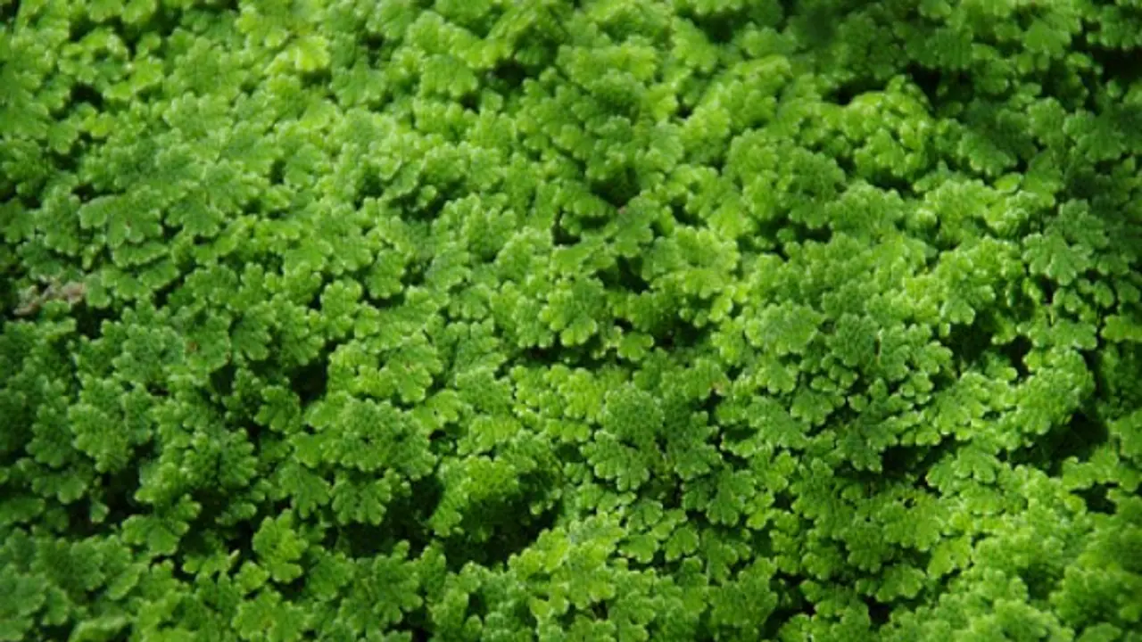 அசோலாவை கால்நடைகளுக்கு இப்படிதான் பயன்படுத்தணும்... அசோலாவை கால்நடைகளுக்கு இப்படிதான் பயன்படுத்தணும்...