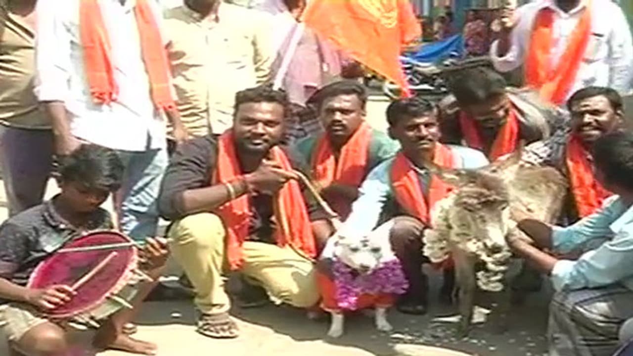 പ്രണയ ദിനത്തില് പട്ടിയെയും കഴുതയെയും വിവാഹം കഴിപ്പിച്ച് പ്രതിഷേധം പ്രണയ ദിനത്തില് പട്ടിയെയും കഴുതയെയും വിവാഹം കഴിപ്പിച്ച് പ്രതിഷേധം