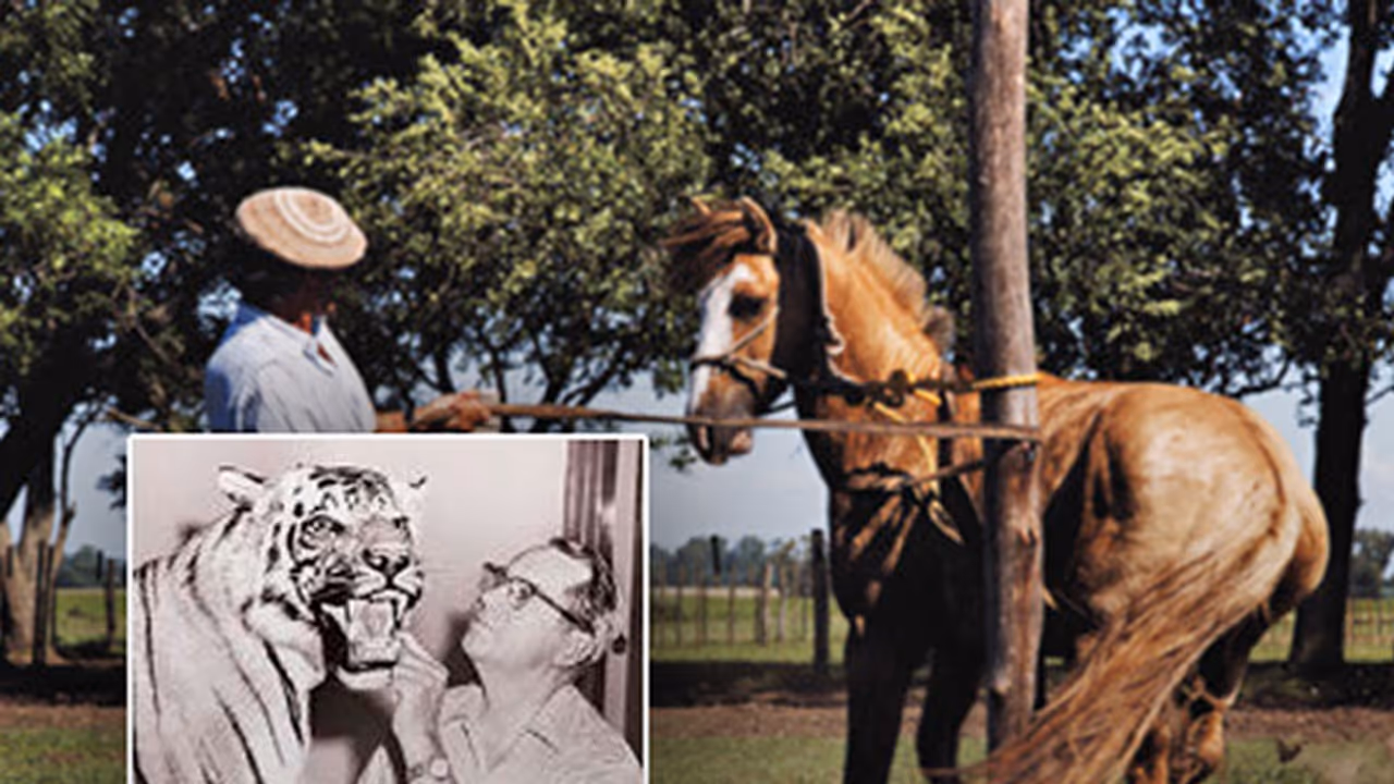 Edward Joubert Van Ingen case: Mysuru doctor arrested in fake death certificates case Edward Joubert Van Ingen case: Mysuru doctor arrested in fake death certificates case