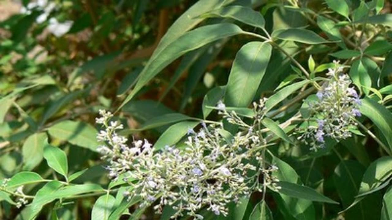 பயிர்களை தாக்கும் பூச்சிகளுக்கு இந்த இலை, தழைகளை கண்டால் பிடிக்காது... பயிர்களை தாக்கும் பூச்சிகளுக்கு இந்த இலை, தழைகளை கண்டால் பிடிக்காது...