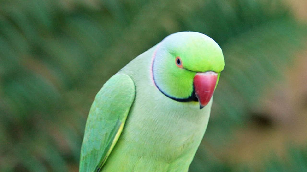 Uzbekistan national smuggling parrots arrested, sent to 14 day judicial custody Uzbekistan national smuggling parrots arrested, sent to 14 day judicial custody