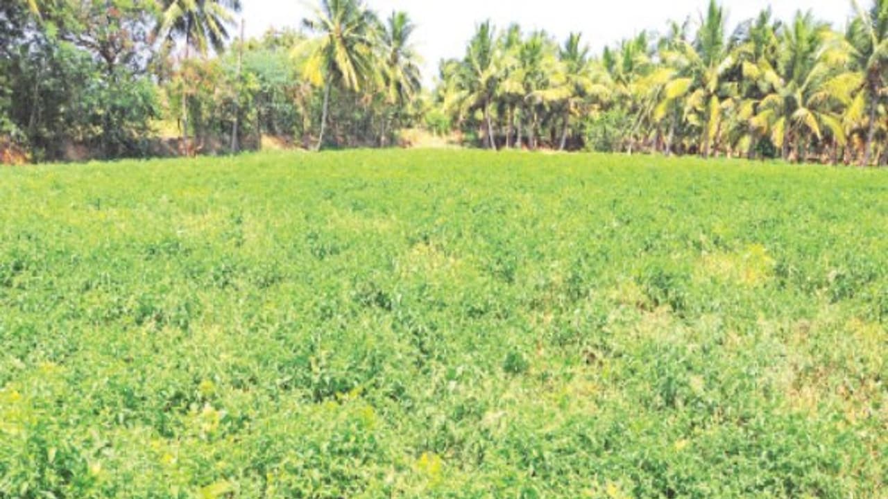 மணத்தக்காளி கீரை சாகுபடி செய்தால் முப்பது நாளில் அறுவடைக்கு ரெடி… மணத்தக்காளி கீரை சாகுபடி செய்தால் முப்பது நாளில் அறுவடைக்கு ரெடி…