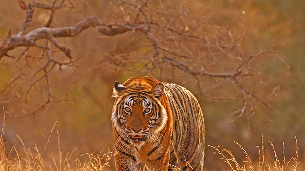 The Ultimate Guide to Wildlife Sanctuary Trips The Ultimate Guide to Wildlife Sanctuary Trips
