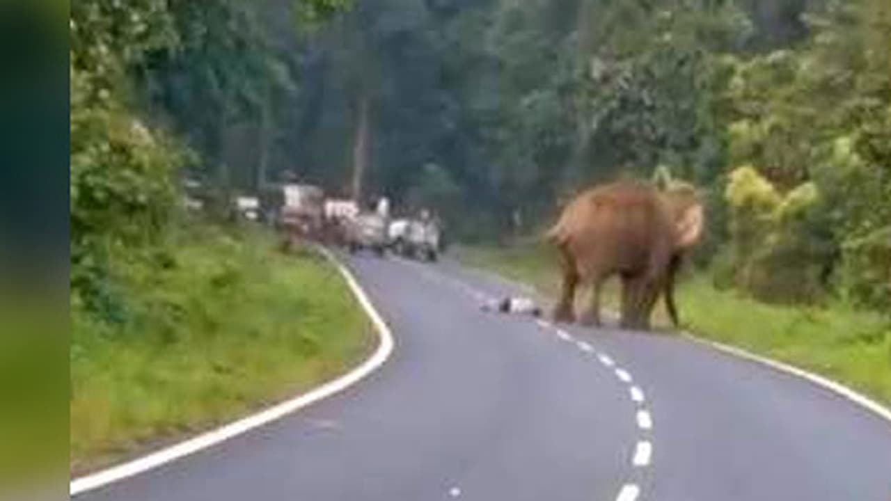 റോഡ് മുറിച്ചു കടന്ന കൊമ്പനെ ക്യാമറയില് പകര്ത്താന് ശ്രമിച്ചു: 40കാരന് ദാരുണാന്ത്യം റോഡ് മുറിച്ചു കടന്ന കൊമ്പനെ ക്യാമറയില് പകര്ത്താന് ശ്രമിച്ചു: 40കാരന് ദാരുണാന്ത്യം