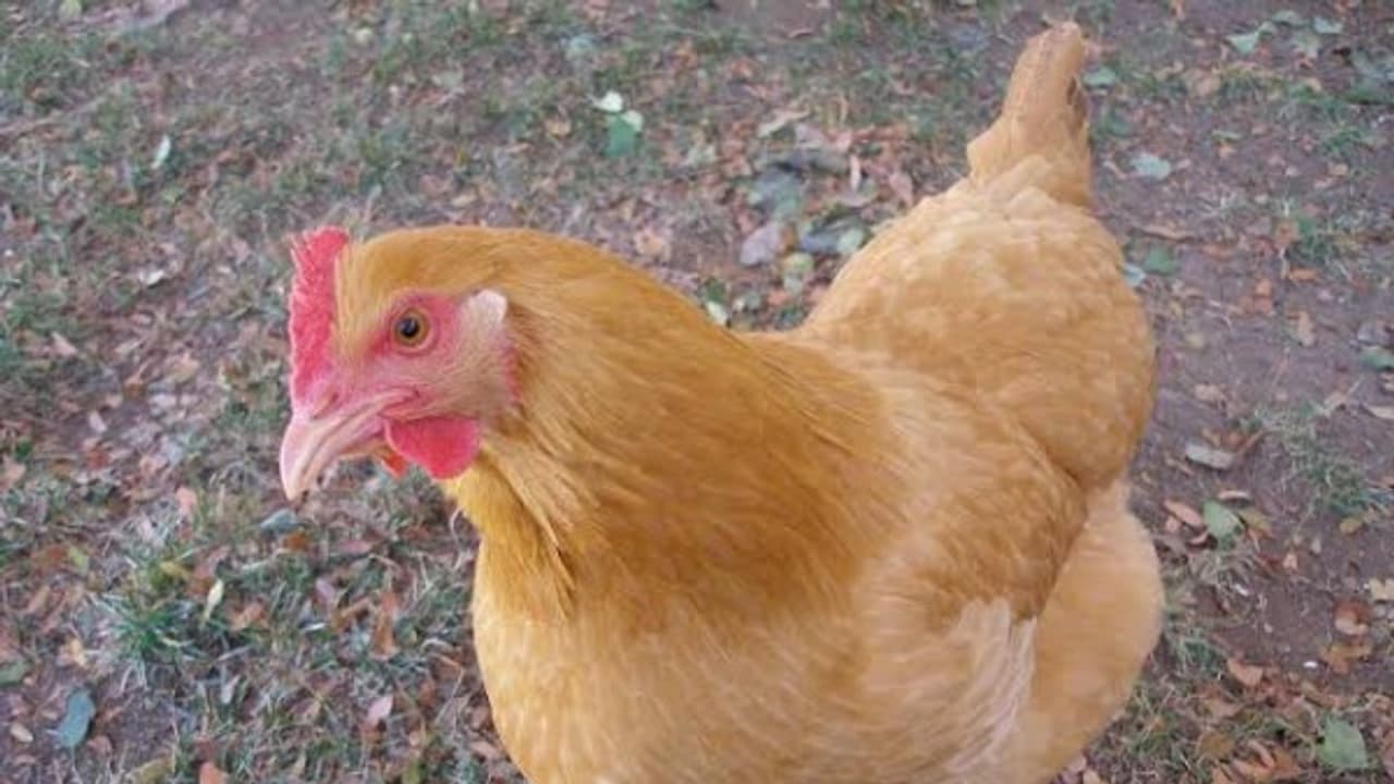 முட்டையின் வடிவம் இந்த நான்கு பாகங்களைச் சேர்த்துதான் உருவாகிறது… முட்டையின் வடிவம் இந்த நான்கு பாகங்களைச் சேர்த்துதான் உருவாகிறது…