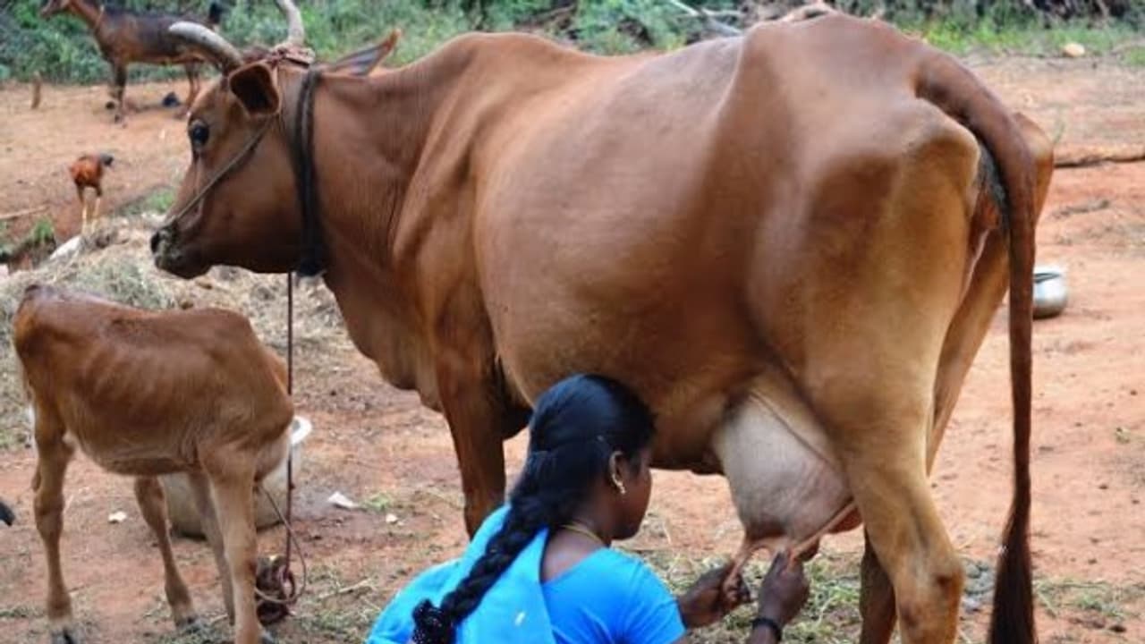 இந்த விஷயங்களை எல்லாம் பார்த்துதான் கறவை பசுக்களை வாங்கணும்... இந்த விஷயங்களை எல்லாம் பார்த்துதான் கறவை பசுக்களை வாங்கணும்...