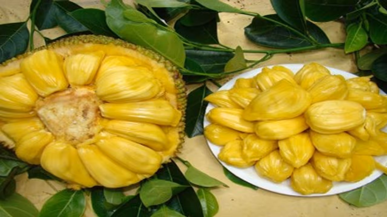 முக்கனிகளில் ஒன்றான பலாப்பழத்தில் பொதிந்து கிடக்கும் மருத்துவ நலன்கள்… முக்கனிகளில் ஒன்றான பலாப்பழத்தில் பொதிந்து கிடக்கும் மருத்துவ நலன்கள்…