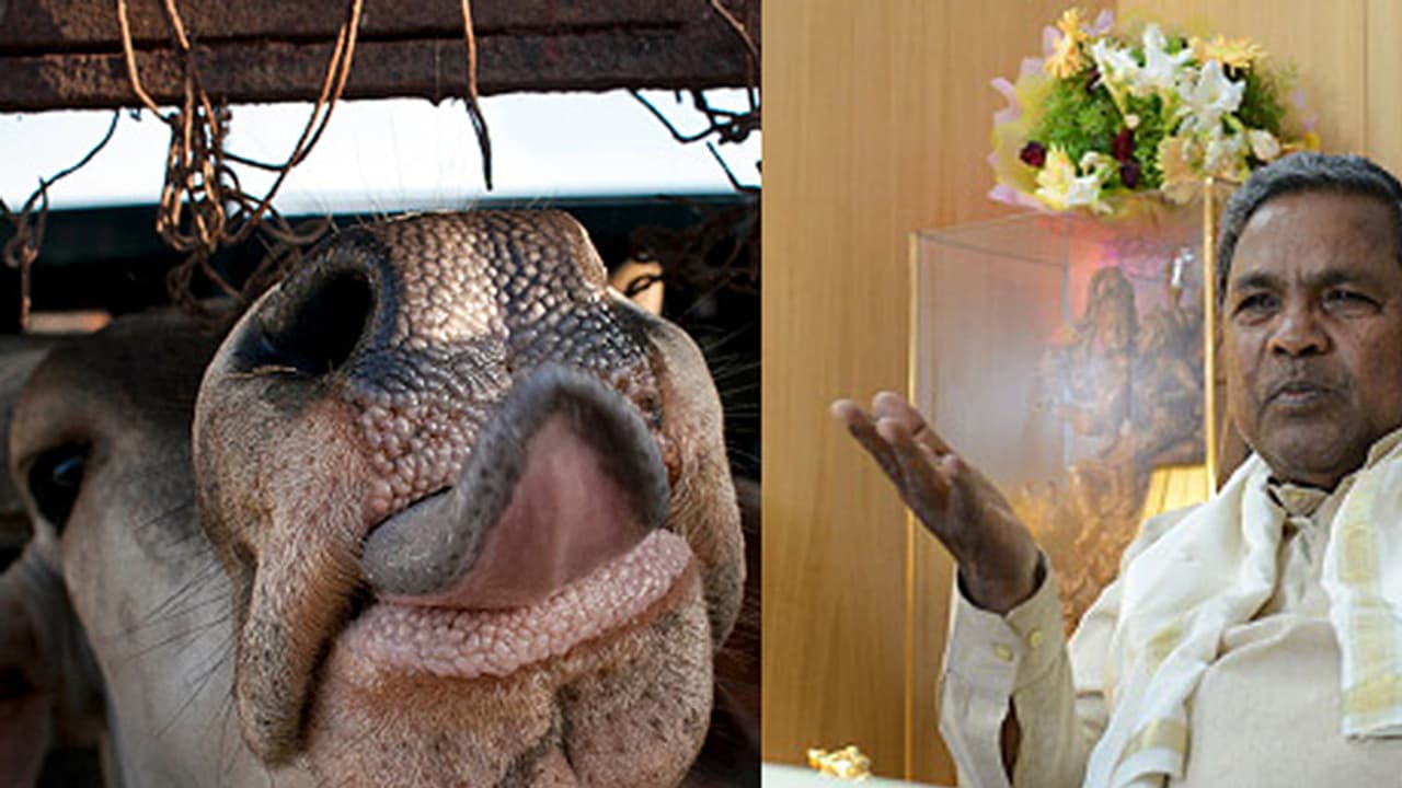 This is Karnataka government’s reaction on ban on cow slaughter This is Karnataka government’s reaction on ban on cow slaughter