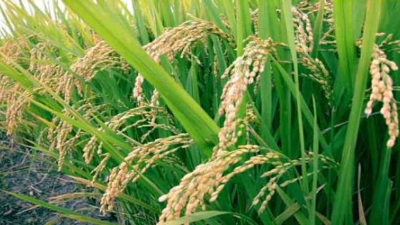 விதை நெல்மணிகளை பாதுகாத்து வைக்க இந்த முறை சிறப்பானது… விதை நெல்மணிகளை பாதுகாத்து வைக்க இந்த முறை சிறப்பானது…