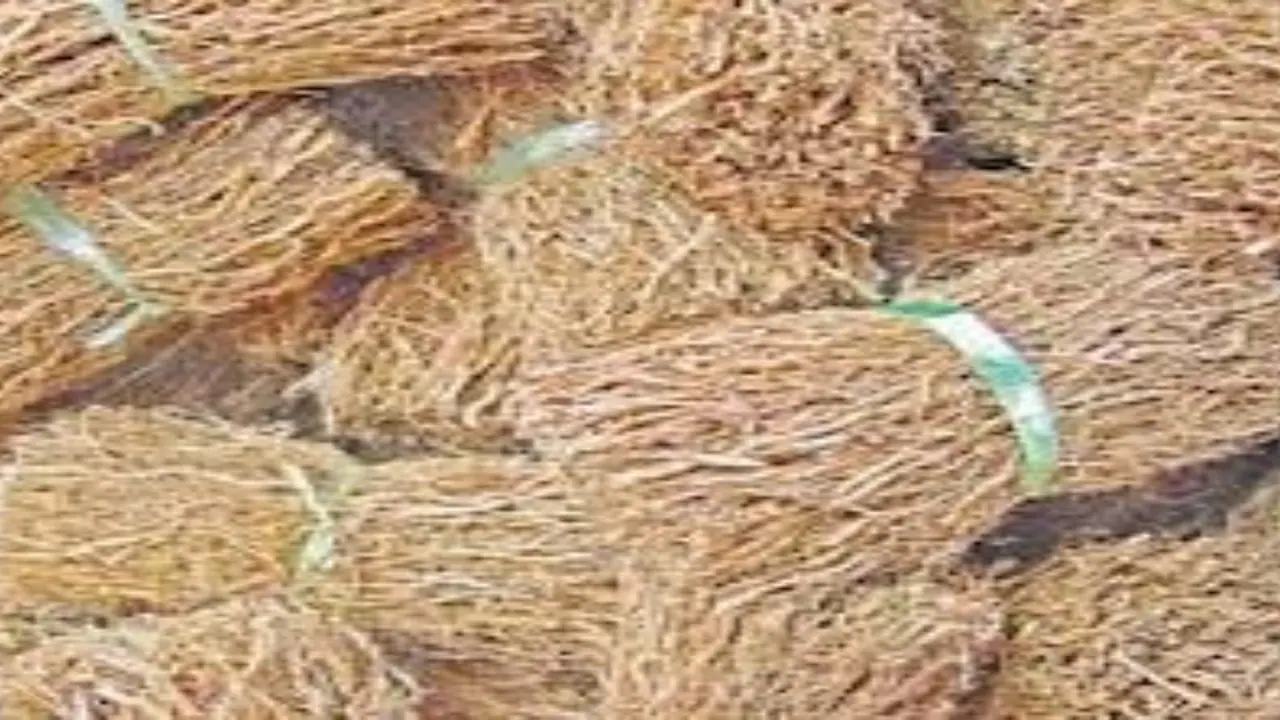 நேரடியாக சூரிய ஒளியில் பருத்தியை உலர்த்தக்கூடாது. ஏன் தெரியுமா? நேரடியாக சூரிய ஒளியில் பருத்தியை உலர்த்தக்கூடாது. ஏன் தெரியுமா?