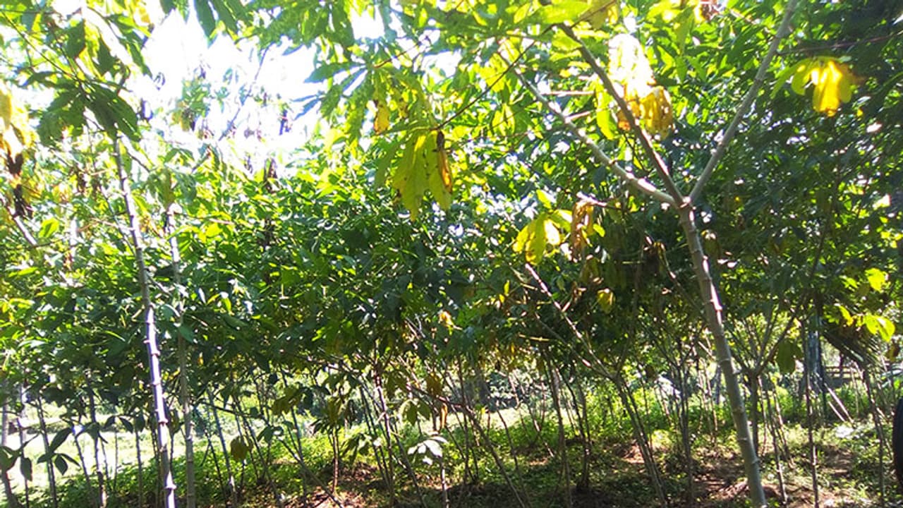 കപ്പ റിട്ടേണ്‍സ് @ കാസർകോട്