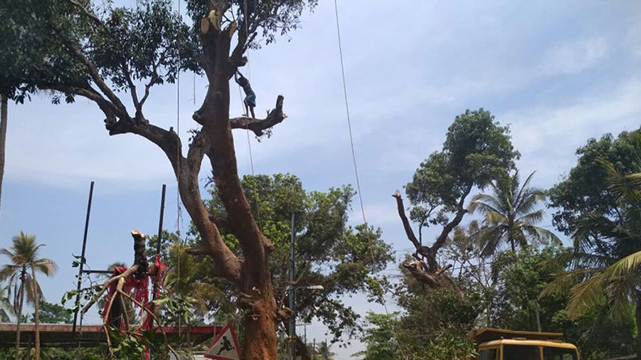 വികസനത്തിന്റെ പേരില് പാതയോരത്തെ തണല്മരങ്ങള് മുറിച്ചുമാറ്റുന്നു വികസനത്തിന്റെ പേരില് പാതയോരത്തെ തണല്മരങ്ങള് മുറിച്ചുമാറ്റുന്നു