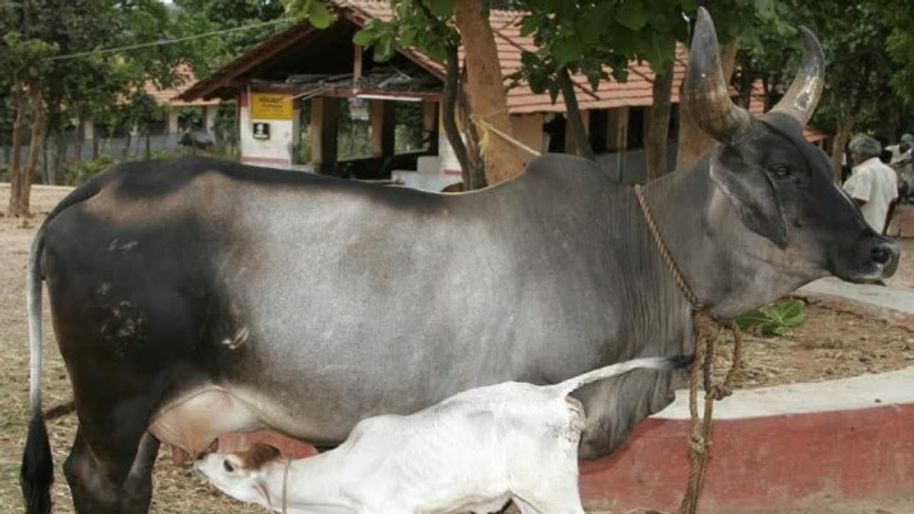 தரமான பசுக்களை எப்படியெல்லாம் தேர்வு செய்யலாம் இதை வாசிச்சு தெரிஞ்சுக்குங்க… தரமான பசுக்களை எப்படியெல்லாம் தேர்வு செய்யலாம் இதை வாசிச்சு தெரிஞ்சுக்குங்க…