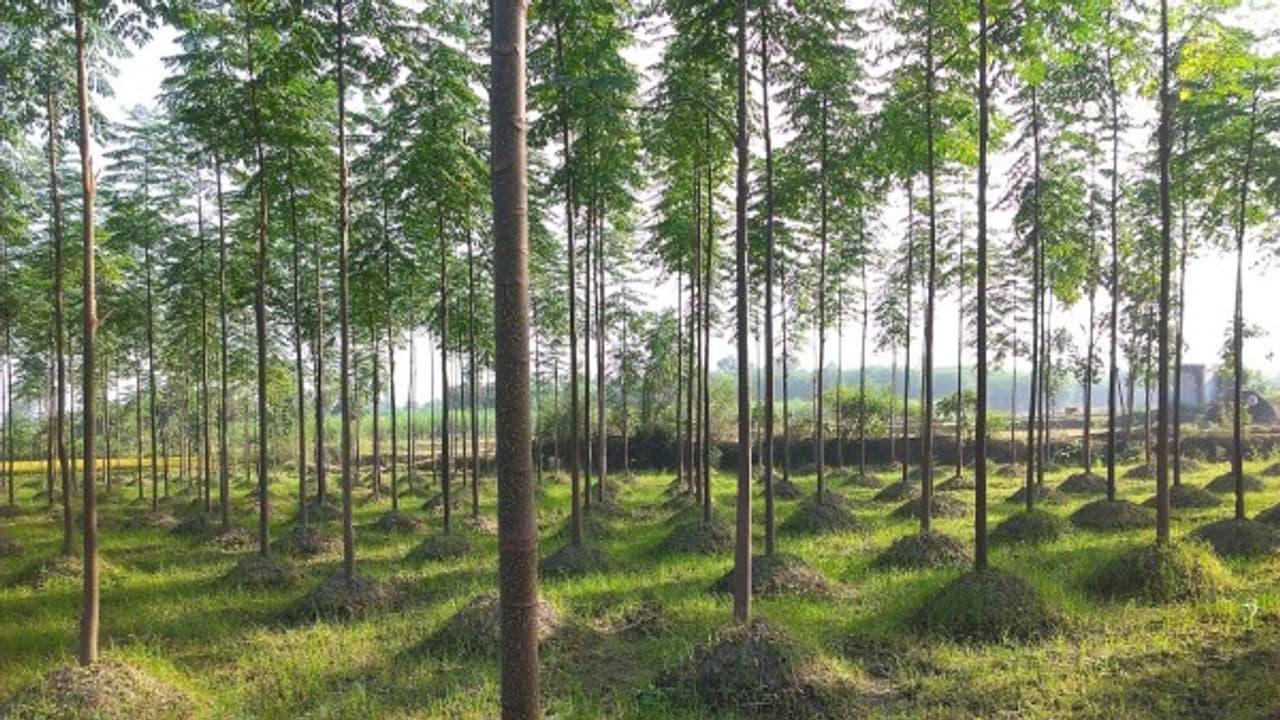 குமிழ் மர சாகுபடியில் நாற்றங்கால் பராமரிப்பு முறைகள் இதோ... குமிழ் மர சாகுபடியில் நாற்றங்கால் பராமரிப்பு முறைகள் இதோ...