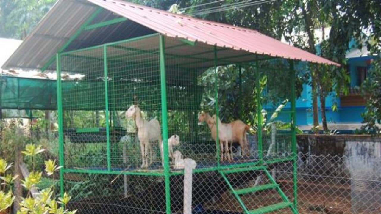 ஆட்டுக் கொட்டில் பராமரிப்புகளை மேற்கொள்ள இதோ எளிய வழிகள்... ஆட்டுக் கொட்டில் பராமரிப்புகளை மேற்கொள்ள இதோ எளிய வழிகள்...