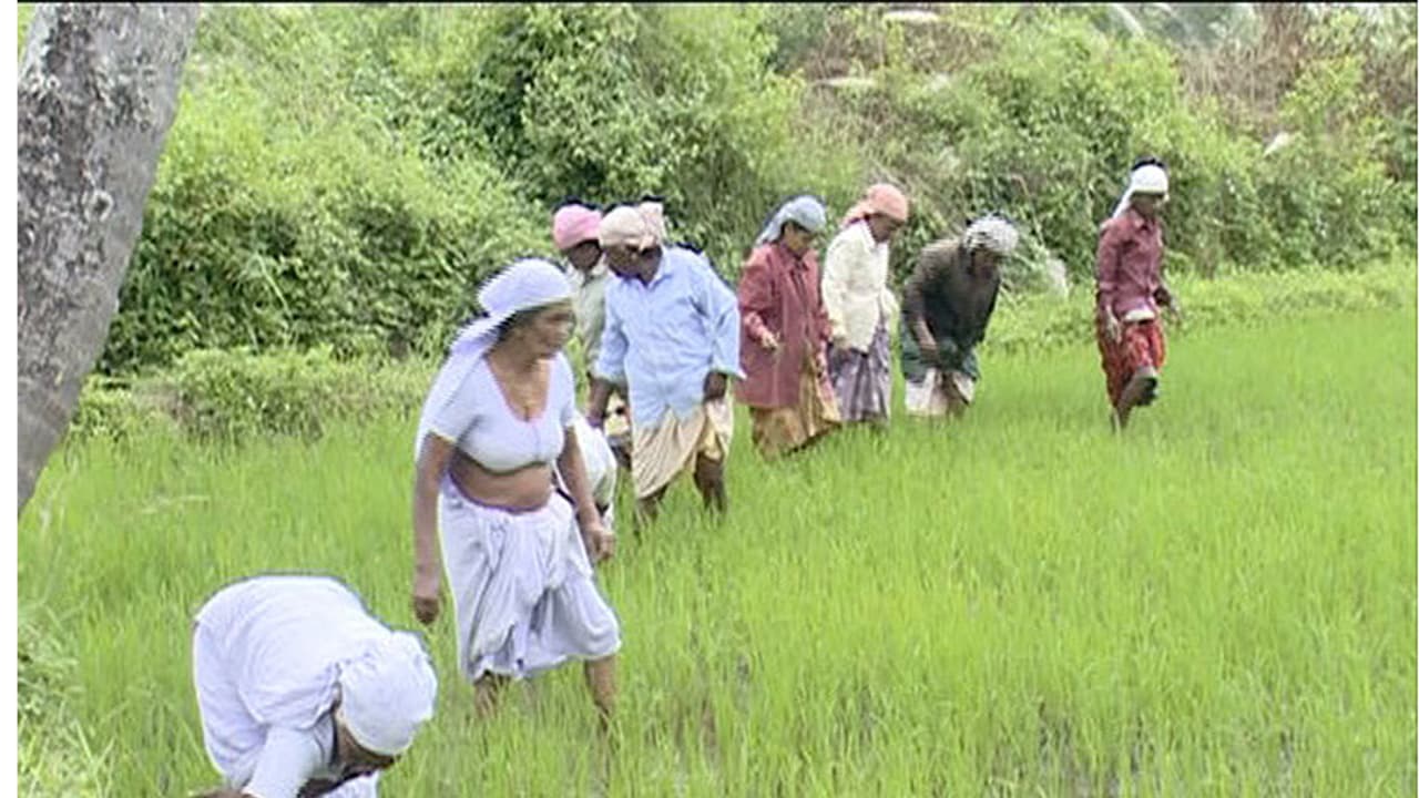രണ്ടാം കൃഷിനെല്ലു സംഭരണം; ബാങ്കുകള് കര്ഷകര്ക്ക് പണം നല്കുന്നില്ല രണ്ടാം കൃഷിനെല്ലു സംഭരണം; ബാങ്കുകള് കര്ഷകര്ക്ക് പണം നല്കുന്നില്ല