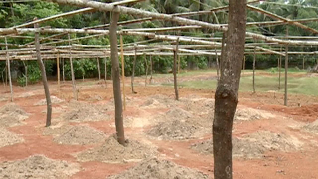 ഒരു ലോഡ് മണ്ണ് പോലും ഇറക്കാതെ വയല് നികത്താന് പുതിയ രീതിയുമായി ഭൂവുടമകള് ഒരു ലോഡ് മണ്ണ് പോലും ഇറക്കാതെ വയല് നികത്താന് പുതിയ രീതിയുമായി ഭൂവുടമകള്